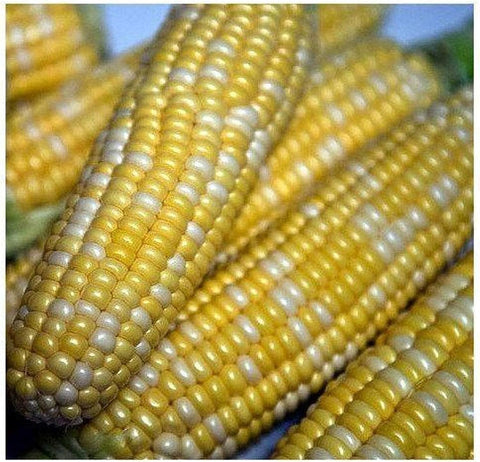 BC Corn cases(48)