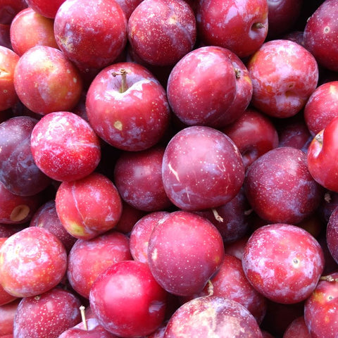 BC Santa Rosa Plums β 20lb Box