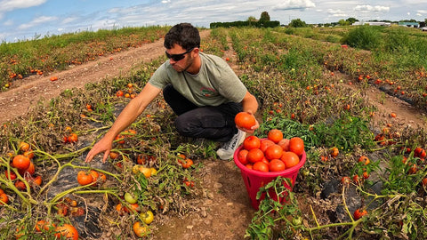BC field tomatoes - 40lb box