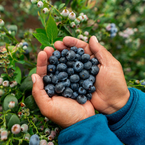 Blueberries - 5 lb Flat