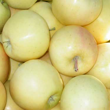 BC Golden Apples – 40lb Box