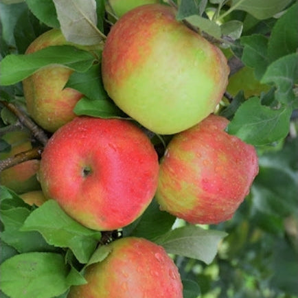 BC Honeycrisp Apples – 40lb Box