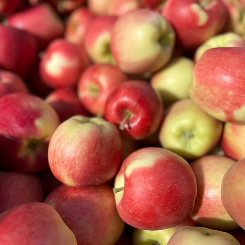 BC Ambrosia Apples – 40lb Box