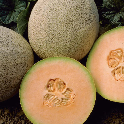BC Field Cantaloupe ~ priced individually