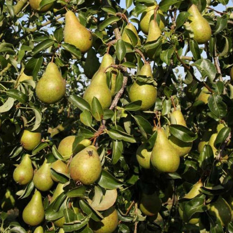 BC Concorde Pears – 20lb Box